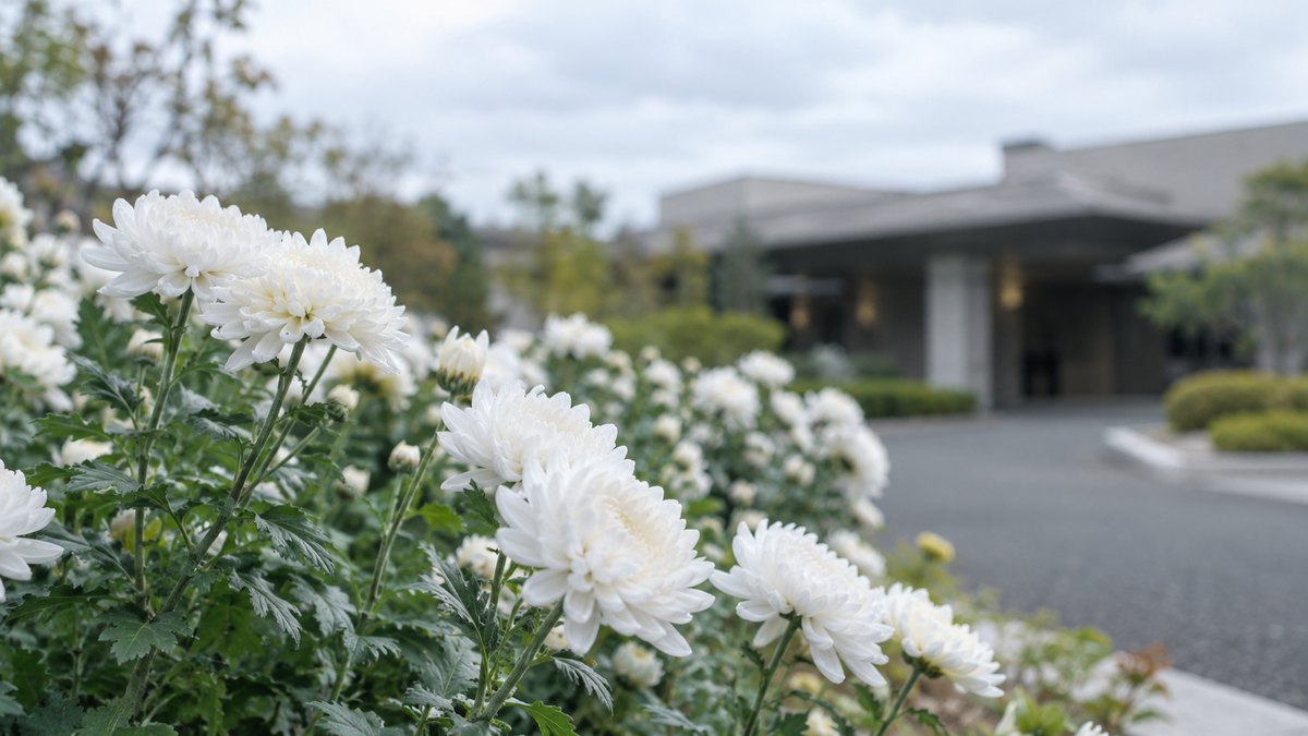 曇りの昼、郊外の斎場の前庭の花壇で、白い菊の花が風に揺れている。奥に建物がぼんやり見える。人は写らない。文字は無い