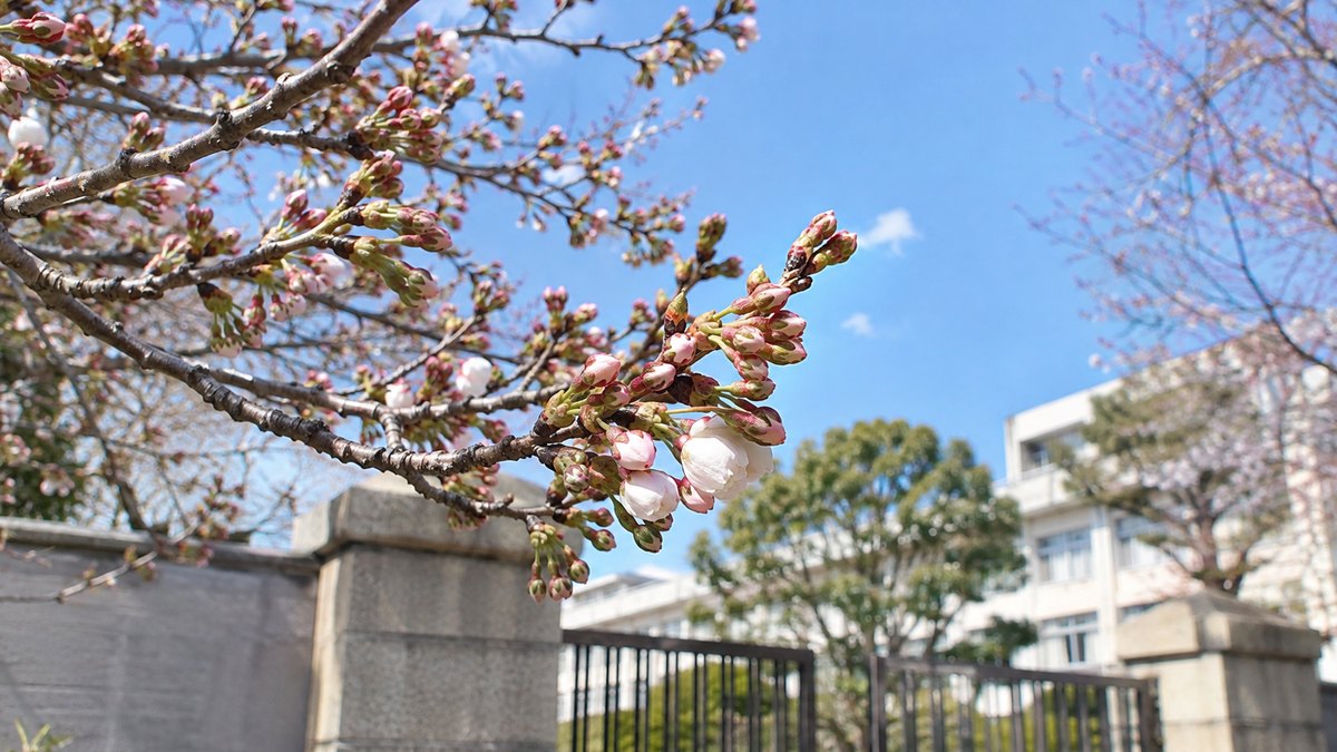 青空を背景に、校門の脇に立つ桜の枝先のつぼみが膨らみ始めている様子を近くから写した写真。人物や文字はない