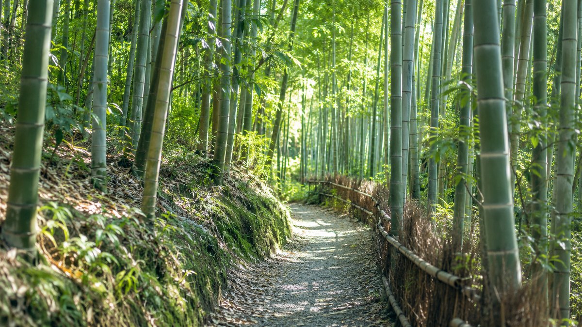 初夏の昼、竹林の中の細い小道に、やわらかな木漏れ日が差し込んでいる。人は写らない。文字は無い