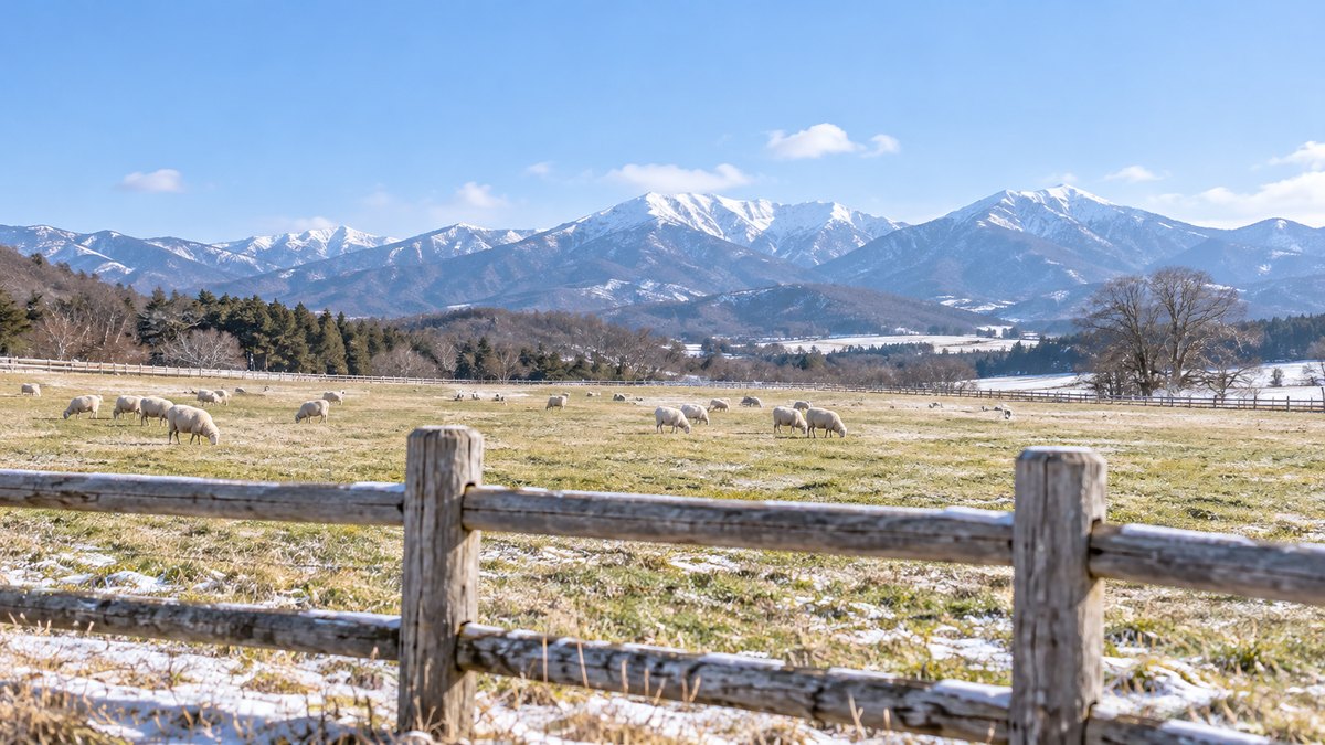 冬晴れの高原の牧場で、木の柵の向こうに白い羊の群れが草を食べている遠景。人物はいない